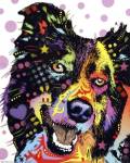 Border Collie by Dean Russo