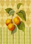 Botanical Apricot