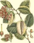 Botanical Fantasy IV