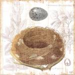 Botanical Nest III by Moira Hershey