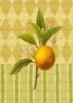 Botanical Orange