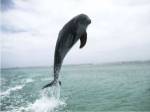 Bottle-Nosed Dolphin