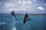 Bottle-Nosed Dolphins