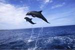 Bottle-Nosed Dolphins