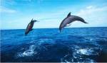 Bottle-Nosed Dolphins