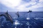 Bottle-Nosed Dolphins