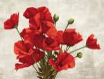 Bouquet of Poppies by Jenny Thomlinson