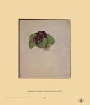 Bouquet of Violets by Albrecht Durer