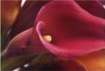 Brian Twede - Calla Lily Size 27x36 by Brian Twede