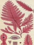 Britich Seaweed Plate CCLIX by William Henry Harvey