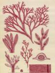 Britich Seaweed Plate CCXLVII by William Henry Harvey