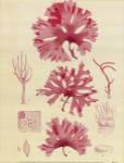 Britich Seaweed Plate IX by William Henry Harvey