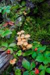 British Columbia, Bowron Lakes Park Bunchberry, Forest by Gary Luhm / Danita Delimont