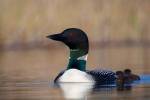 British Columbia Common Loon bird on Lac Le Jeune by Gary Luhm / Danita Delimont