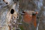 British Columbia, Red-shafted Flicker bird by Gary Luhm / Danita Delimont
