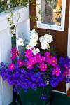British Columbia, Victoria, Flower Pot by Terry Eggers / Danita Delimont