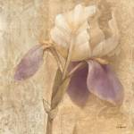 Brocade Iris by Albena Hristova