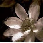 Bronze Lily I by Noah Bay