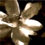 Bronze Lily III by Noah Bay