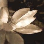 Bronze Lily IV by Noah Bay