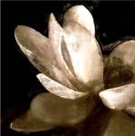 Bronze Lily V by Noah Bay