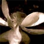 Bronze Lily VI by Noah Bay