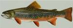 Brook trout