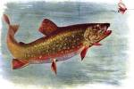 Brook Trout American Fishes