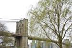 Brooklyn Bridge and Willow by Erin Clark