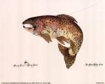 Brown Trout by Terri Blehm