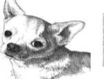 Bruiser the Chihuahua by Beth Thomas