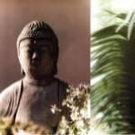 Buddha Breeze II by Jennifer Broussard