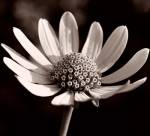 Buffalo River Flower 13 by Gordon Semmens