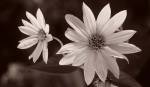 Buffalo River Flower Duo by Gordon Semmens
