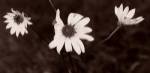 Buffalo River Flowers II by Gordon Semmens