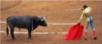 Bull and Matador Stand Off