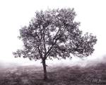 Burning Oak BW I by Vitaly Geyman