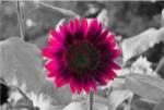 Burst by Delaney Flanders