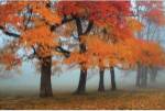 Burst Of Colors by Olga Sergyeyeva