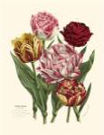 Burst of Spring II by Vision Studios