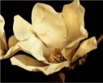 Buttercream Magnolia I by Rachel Perry