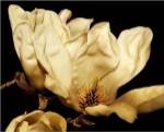 Buttercream Magnolia II by Rachel Perry