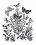Butterfly Bouquet II Linen BW II by Wild Apple Portfolio