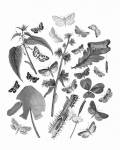 Butterfly Bouquet III Linen BW III by Wild Apple Portfolio