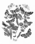 Butterfly Bouquet IV Linen BW IV by Wild Apple Portfolio