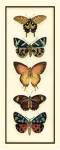 Butterfly Collector V by Chariklia Zarris