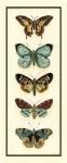 Butterfly Collector VI by Chariklia Zarris