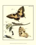 Butterfly Metamorphosis III by Vision Studios