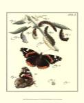 Butterfly Metamorphosis IV by Vision Studios