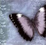 Butterfly Notes X by Beth Anne Creative